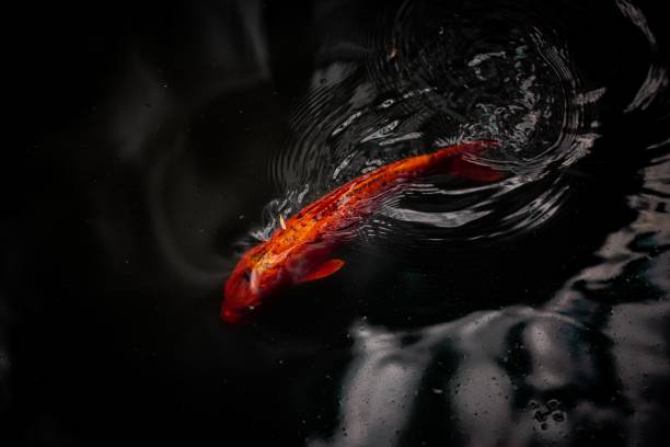 closeup of a red koi fish, cyprinus rubrofuscus swimming in the dark water - anumal imagens e fotografias de stock
