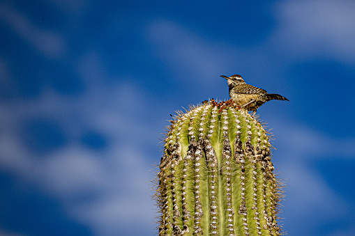 A closeup shot of a Cactus wren bird perched on the top of a Saguaro cactus pla