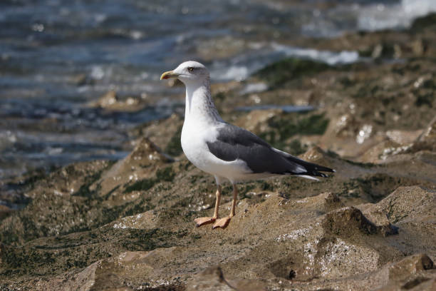 istock Closeup of a seagull perched on a stone in the seashore 1441854158