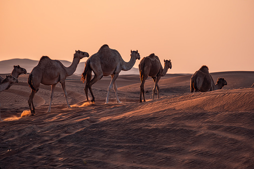 A caravan of camels walking on the hot sand in the desert gleaming under the sunset