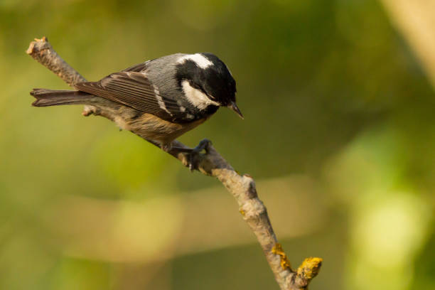 istock Selective focus shot of a Coal tit bird perched on a branch 1441854437