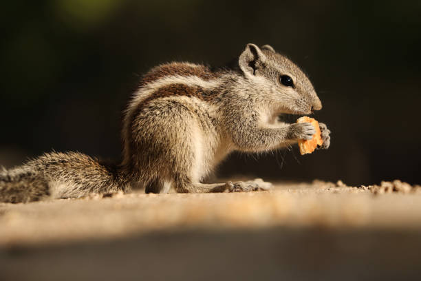 istock Pretty Indian palm squirrel or three-striped palm squirrel eating biscuits on a stone wall 1441854547