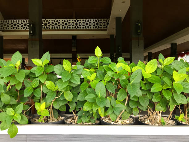 istock green plants adorn dining and restaurants 1441856540