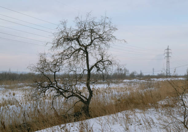 冬の風景と送電線を背景にした冬の野原の乾いた草に葉のない裸の木 - bare tree tree single object loneliness ストックフォトと画像