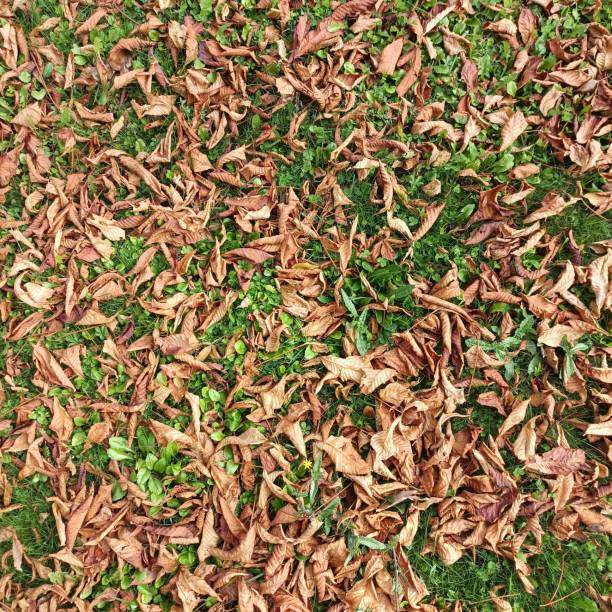 istock Dry and yellow leaves mixed on the ground 1441860994