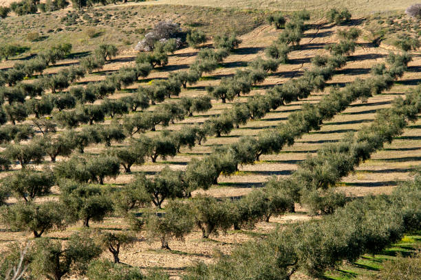 Olive fruit, close up