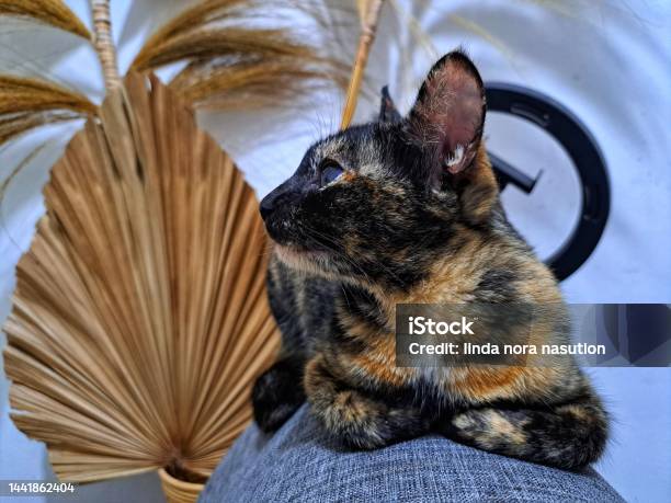 Lets Call Her Name Telle Stock Photo - Download Image Now - Animal, Animal Body Part, Animal Tricks