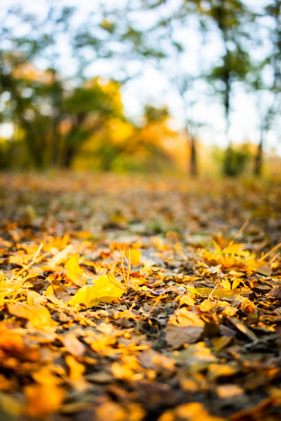 Autumn golden leaves