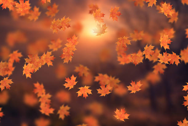 istock Idyllic beautiful blurred autumn landscape with fall leaves in sunshine, day outdoors in golden autumn 1441865507
