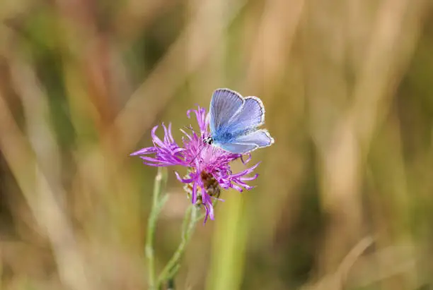 Common Blue, Polyommatus icarus. Close-up butterfly in natural environment.