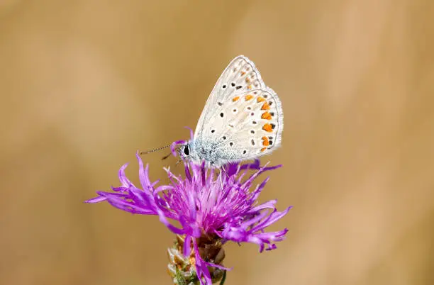 Common Blue, Polyommatus icarus. Close-up butterfly in natural environment.