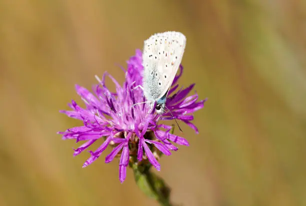 Common Blue, Polyommatus icarus. Close-up butterfly in natural environment.