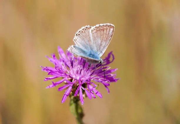 Common Blue, Polyommatus icarus. Close-up butterfly in natural environment.