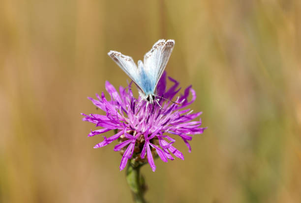 istock Common Blue, Polyommatus icarus. Close-up butterfly in natural environment. 1441865615