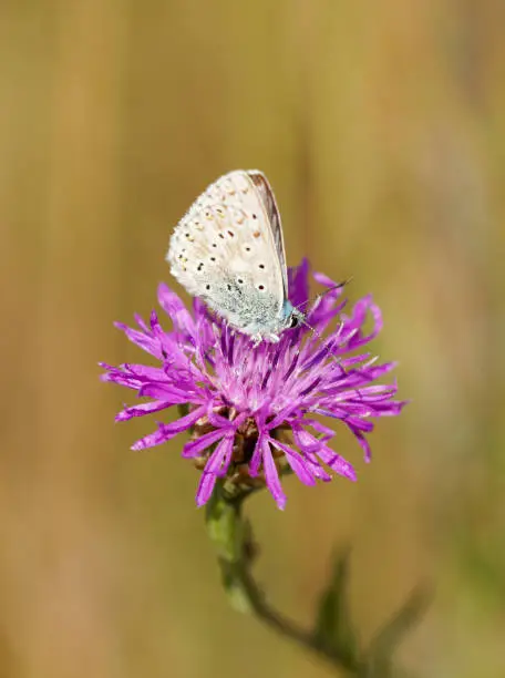 Common Blue, Polyommatus icarus. Close-up butterfly in natural environment.