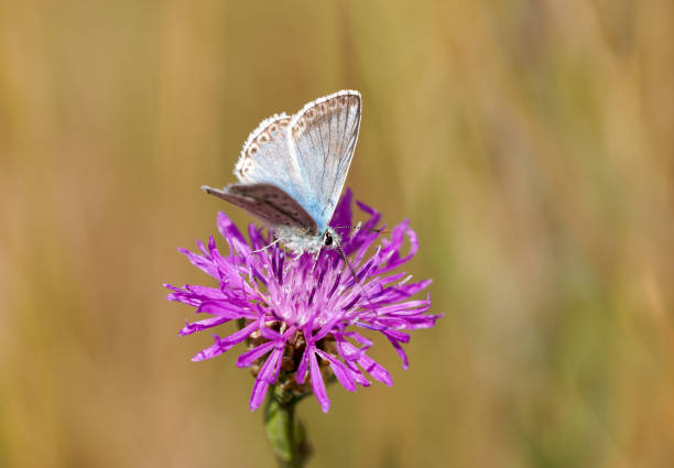 istock Common Blue, Polyommatus icarus. Close-up butterfly in natural environment. 1441865632