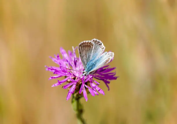 Common Blue, Polyommatus icarus. Close-up butterfly in natural environment.