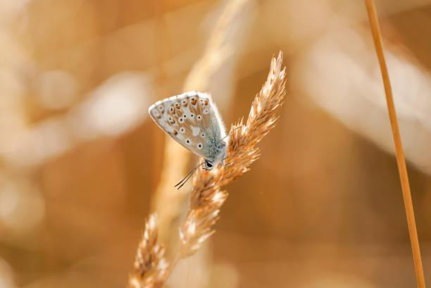 istock Common Blue, Polyommatus icarus. Close-up butterfly in natural environment. 1441865654