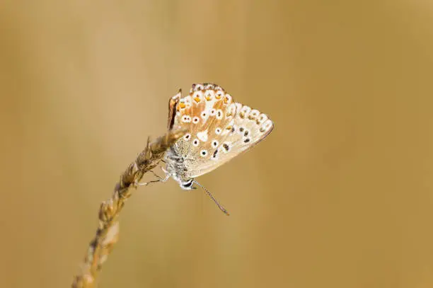 Common Blue, Polyommatus icarus. Close-up butterfly in natural environment.