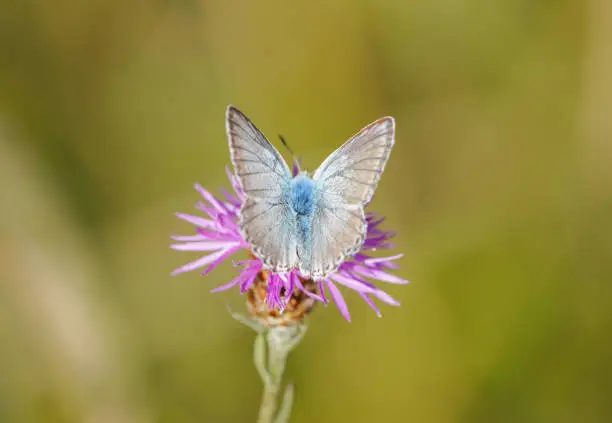 Common Blue, Polyommatus icarus. Close-up butterfly in natural environment.