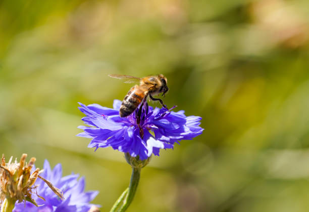 istock Honey bee on an aster flower. Insect collects nectar on a flower. 1441865707