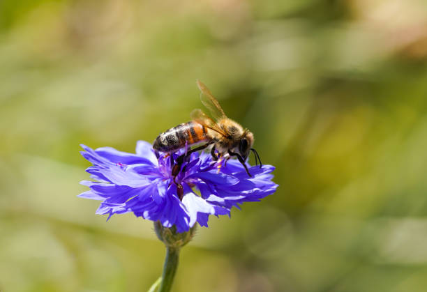 istock Honey bee on an aster flower. Insect collects nectar on a flower. 1441865727