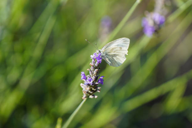 Large cabbage white on a lavender flower. White butterfly collects nectar. Insect close-up. Pieris brassicae.
