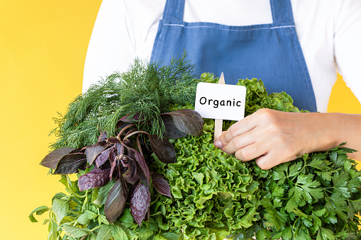 Unrecognizable caucasian female with a basket of organic vegetables like parsley, lettuce, basil and dill is adding organic label  in front of yellow background.  Sustainable lifestyle concept.