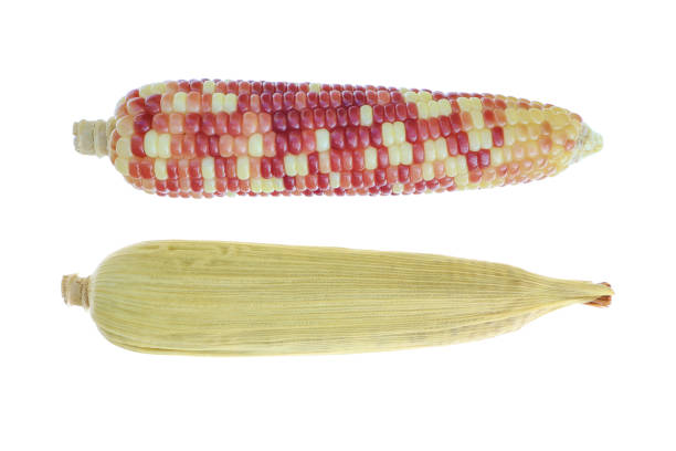 fresh peeled and unpeeled multicolor corn isolated on white.