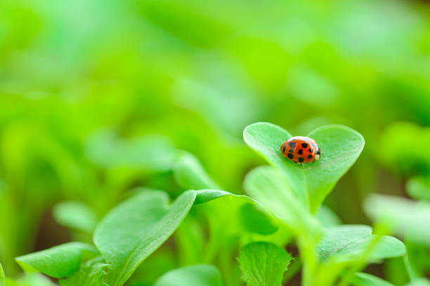 Ladybug sits on a leaf of a growing beet close-up at sunrise
