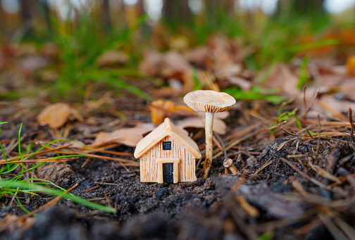 Miniature wooden house figurine placed under a mushroom in the woods, selective focus.