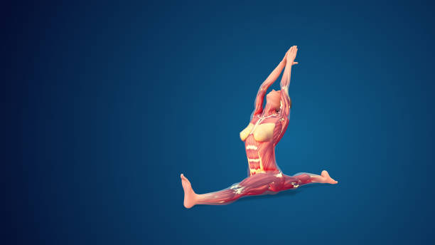 istock 3D human Hanumanasana or Monkey yoga pose on blue background 1441870694