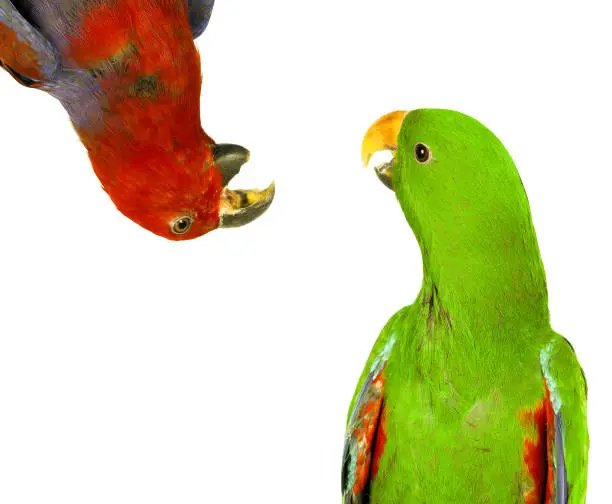 Photo of beautiful red and green macaw parrots