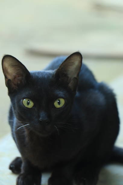 istock Black cat on black background with bright yellow eyes 1441876664