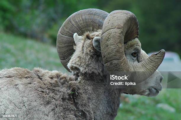 Pecora Mountain - Fotografie stock e altre immagini di Ovino - Ovino, Macho, Agnello - Animale