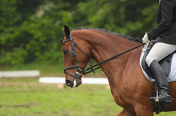 istock Horse in competition 144187884