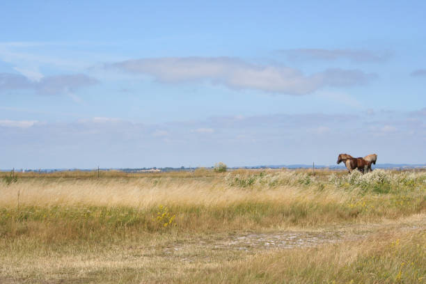 istock nature of denmark 144187911