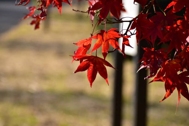 The autumn color leaves stock photo