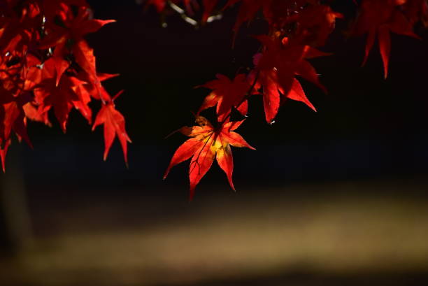 The autumn color leaves stock photo