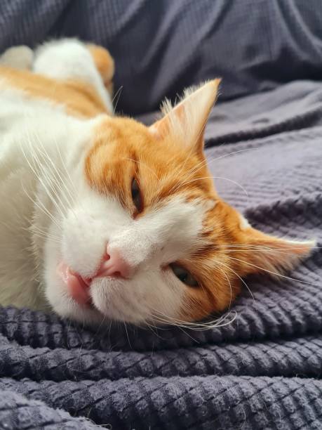 istock White and ginger female cat 1441879502