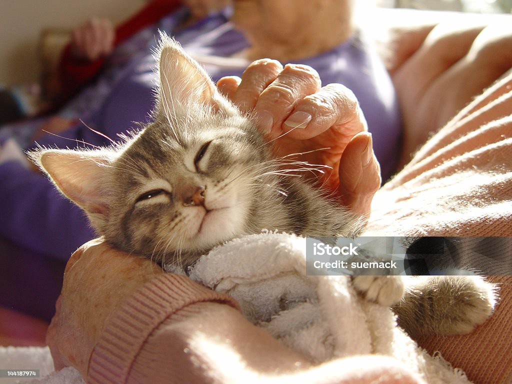 Gray kitten enjoying runs from human Pet therapy series Domestic Cat Stock Photo