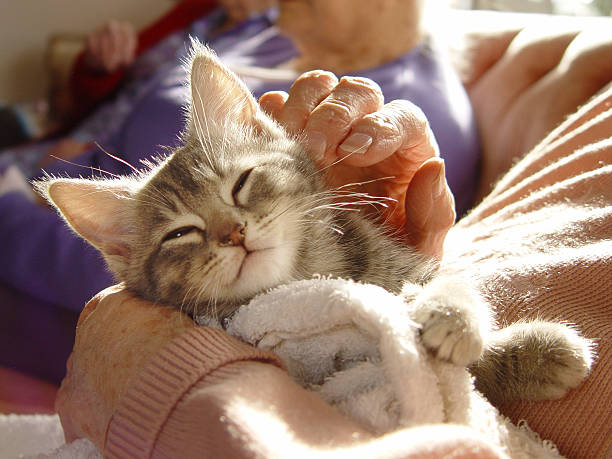 Gray kitten enjoying runs from human Pet therapy series purring stock pictures, royalty-free photos & images