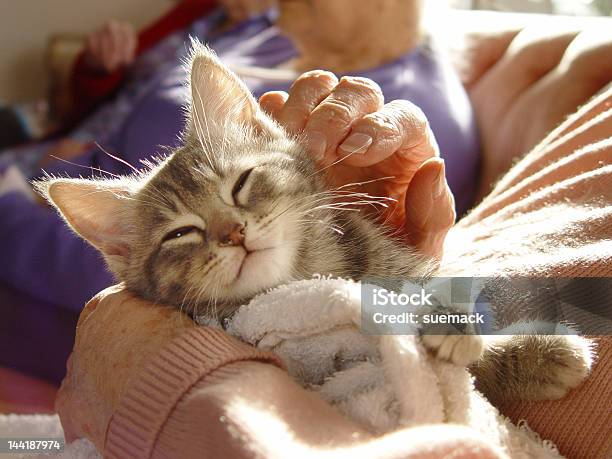 Gray Kitten Enjoying Runs From Human Stock Photo - Download Image Now - Domestic Cat, Senior Adult, Petting