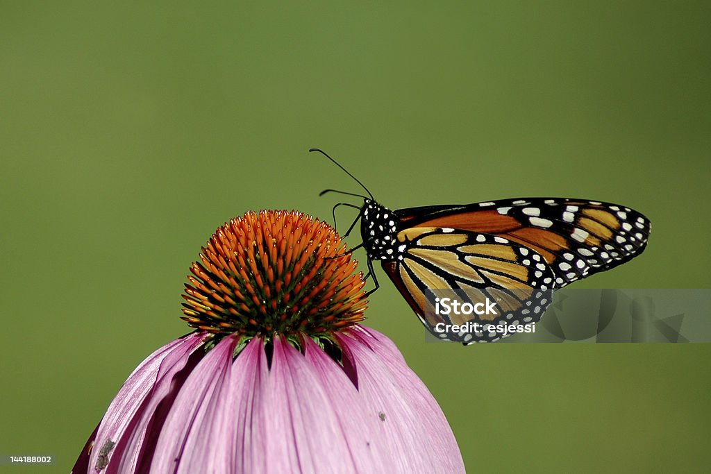 Monarch A monarch butterfly feeding on a purple coneflower Animal Stock Photo