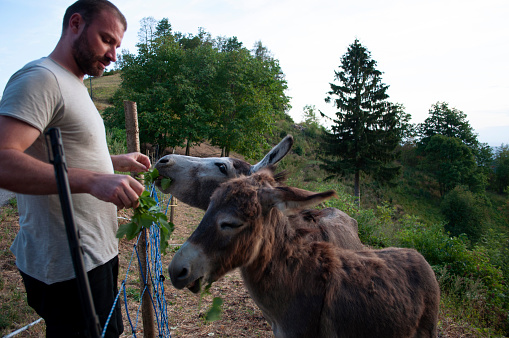Farmer Feeds Donkeys in His Mountain Farm. Julian Alps, Udine, Italy