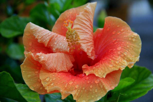 Close-up of orange hibiscus flower against white plain background