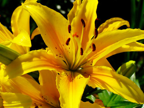 Closeup of yellow lilies blossom in garden