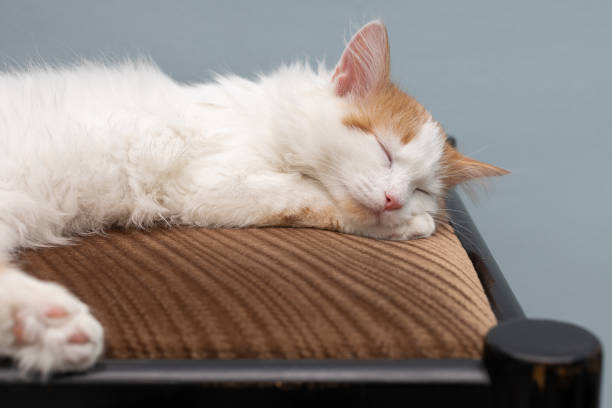 istock white cat sleeping on a soft chair. 1441881974