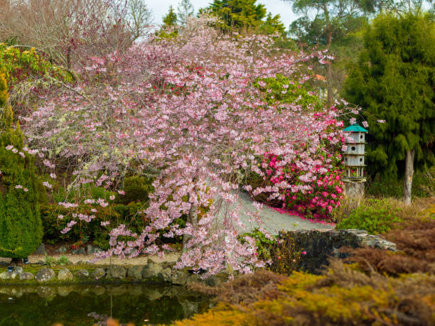 istock Cherry Blossom in New Zealand 1441883199