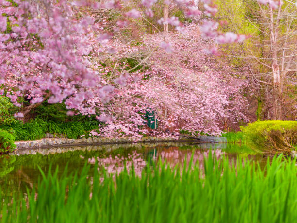 istock Cherry blossom in New Zealand 1441883236